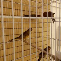 قناری سرخ سوخته  و شتری|پرنده|صدرا-فارس, فاز ۱|دیوار