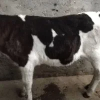 گوساله شیری15روزه|حیوانات مزرعه|بیرجند, |دیوار