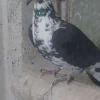 نرو ماده سینه سفید|پرنده|شیراز, کفترک|دیوار