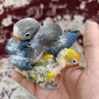 فروش طوطی مولد