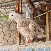 کبوتردم سفید