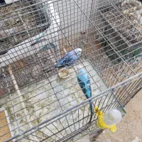 مرغ عشق مولد قفسی