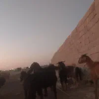 تیشتر هشت ماهه دوقلو زا|حیوانات مزرعه|اهرم, |دیوار