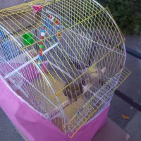 طوطی نر وماده|پرنده|هریس, |دیوار