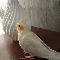 عروس هلندی فوق دستی