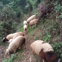 گوسفندای صحرایی به دلیل نبود مکان به فروش می رسد.|حیوانات مزرعه|لنگرود, |دیوار