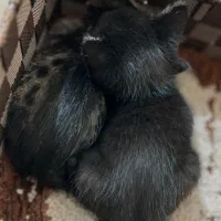 بچه گربه