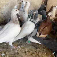 کفتر پرشی همه نر ضمانتی کبوتر بوم