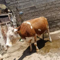 یک راس گاو و یک راس گوساله نر چهار ماه و نیم
