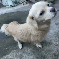 سگ پیکینیز عروسک