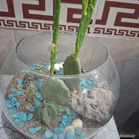 حراج گلهای سوسن|گل و گیاه طبیعی|یزد, |دیوار