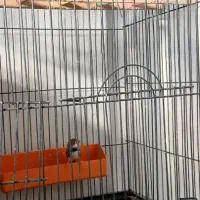 عروس هلندی قفس کبوتر خرقه زره ای|پرنده|اصفهان, مارچین|دیوار