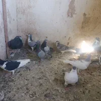 کبوترنوبازی