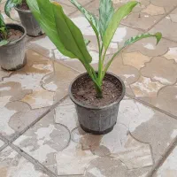 فروش گل خانگی|گل و گیاه طبیعی|میاندوآب, |دیوار