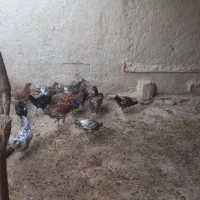 جوجه محلی چاق