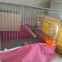 مرغ عشق انگلیسی بی|پرنده|بروجن, |دیوار