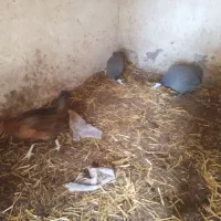 یک جفت مرغ شاخدار