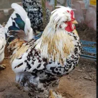 فروش انواع مرغ های زینتی وبوقلمون