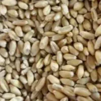 گندم