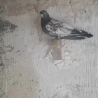 کبوتر|پرنده|شیراز, جرسقان|دیوار