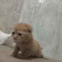 اسکاتیش و پرشین طلایی|گربه|تبریز, |دیوار