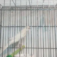 قناری رسمی بلند قلمی وباریک