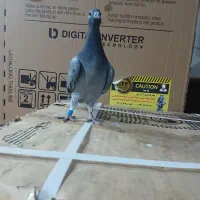 پرنده|پرنده|مشهد, طبرسی شمالی|دیوار