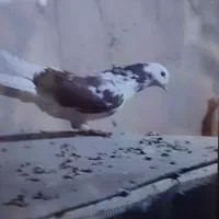 کفتر