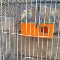 پرنده|پرنده|لالی, |دیوار