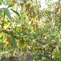 نهال پربازده|خدمات باغبانی و درختکاری|خسروشاه, |دیوار