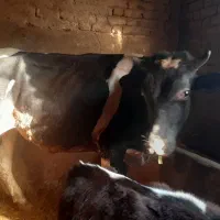 گوساله نر