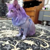 پامر روباهی