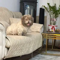 سگ گمشده|حیوانات|شیراز, وحدت|دیوار