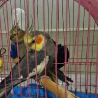 مرغ عروس نر سخنگو دستی کامل|پرنده|کاشان, فاز ۲ ناجی آباد|دیوار
