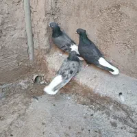 کبوار دم سفید نر ماده