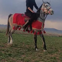 اسب مادیون وکره|اسب و تجهیزات اسب‌سواری|تهران, آبشار|دیوار