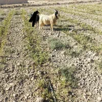 نربز|حیوانات مزرعه|جوادآباد, |دیوار