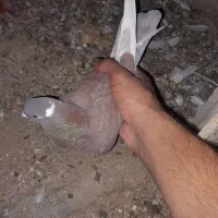 کبوتر|پرنده|سرپل ذهاب, |دیوار