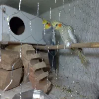 عروس هلندی فقط800تومن