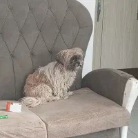 سگ پاپی