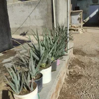 گل آلورا|گل و گیاه طبیعی|محمدیه-قزوین, |دیوار