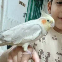 جوجه سرلاکی عروس هلندی