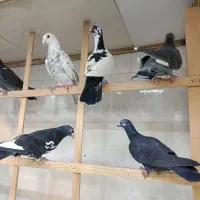 ۷تا کفتر دورگ ویک سار شکلاتی