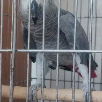 کاسکو مولد قلدر کارداده