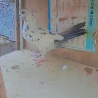 سلام پنج عدد کبوتر سالم سرحال به فروش میرسد|پرنده|میناب, |دیوار