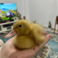 جوجه اردک آشتی بامزه