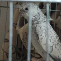 عروس هلندی|پرنده|سنندج, |دیوار