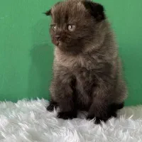اسکاتیش بلو