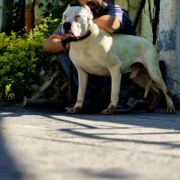 واردات و پرورش داگو ارژانتینو تخصصی و تضمینی