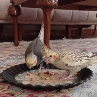 فروش یک جفت عروس هلندی